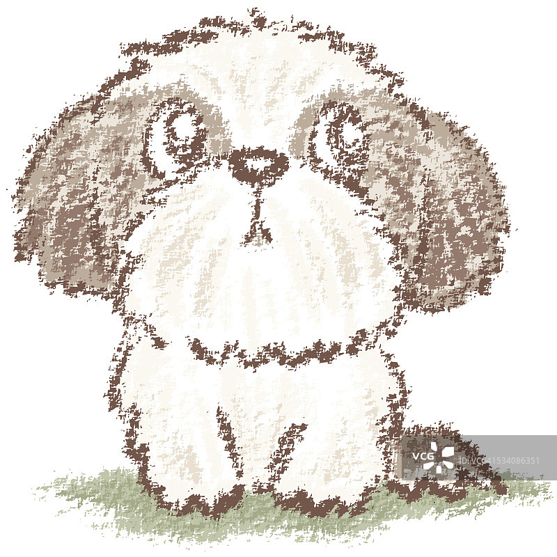 西施犬幼犬图片素材