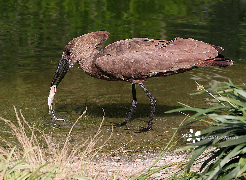 鹳鸟捕鱼图片素材