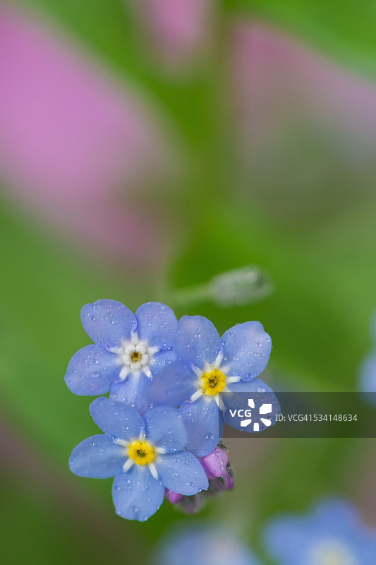 勿忘我的花图片素材