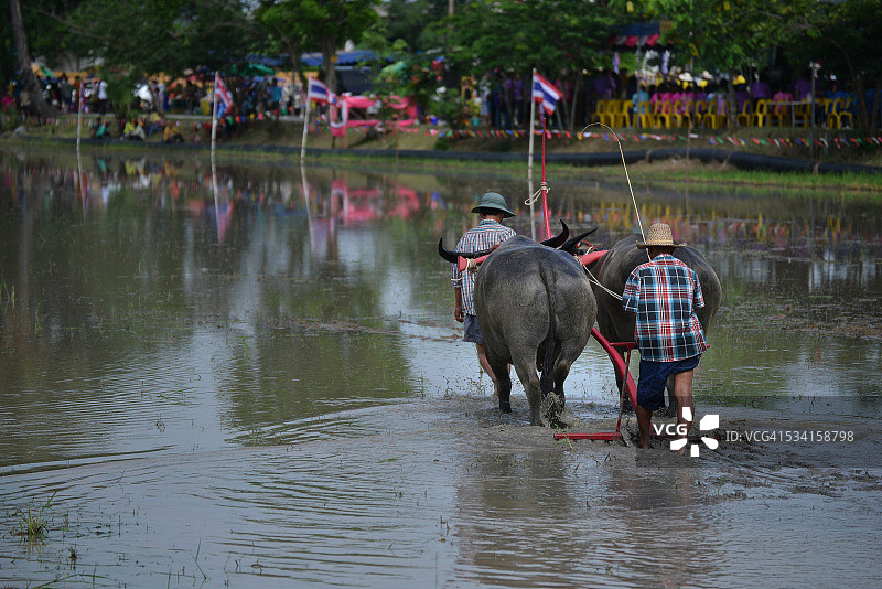 泰国传统赛水牛图片素材