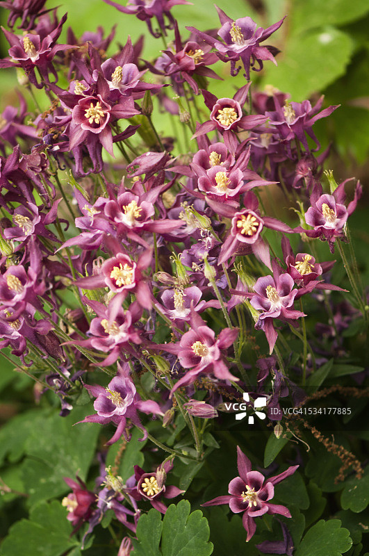 深粉色耧斗菜花图片素材