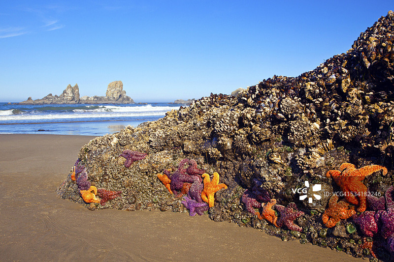 俄勒冈海岸印第安海滩上的海星和岩层图片素材