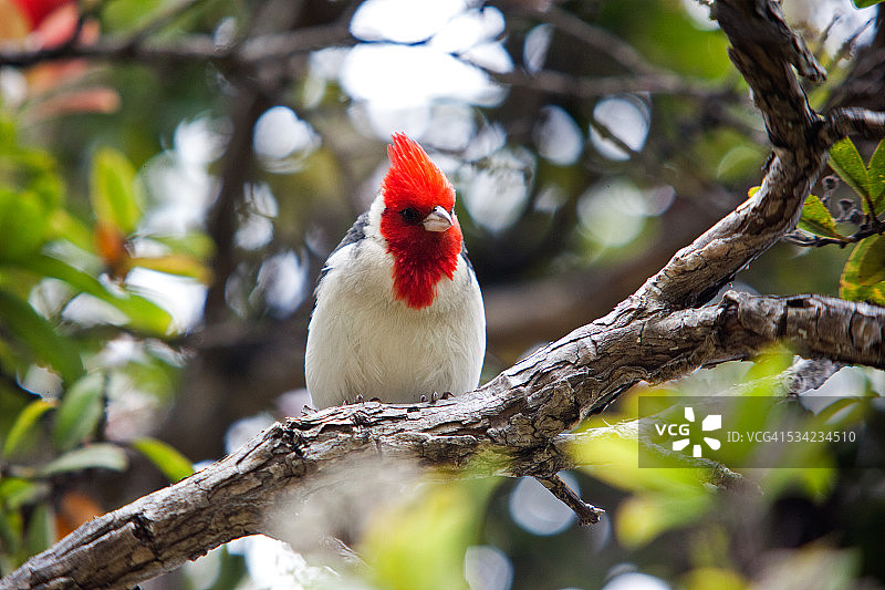 红色凤头红雀图片素材
