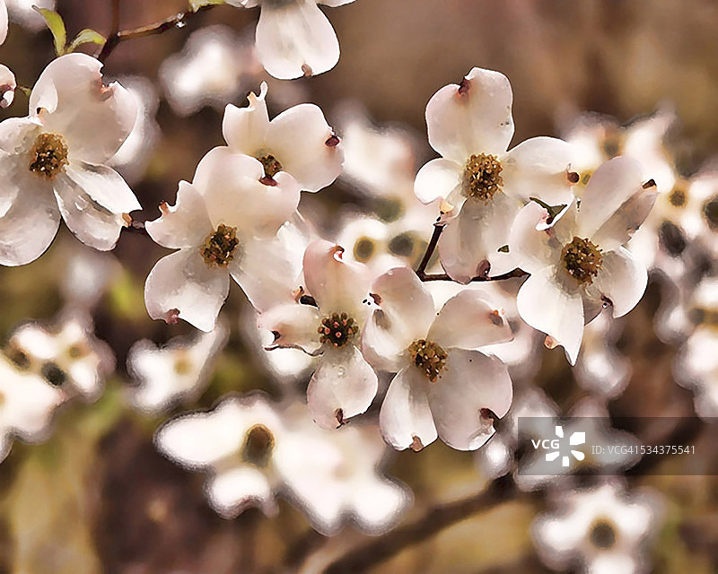 粉红色的山茱萸图片素材
