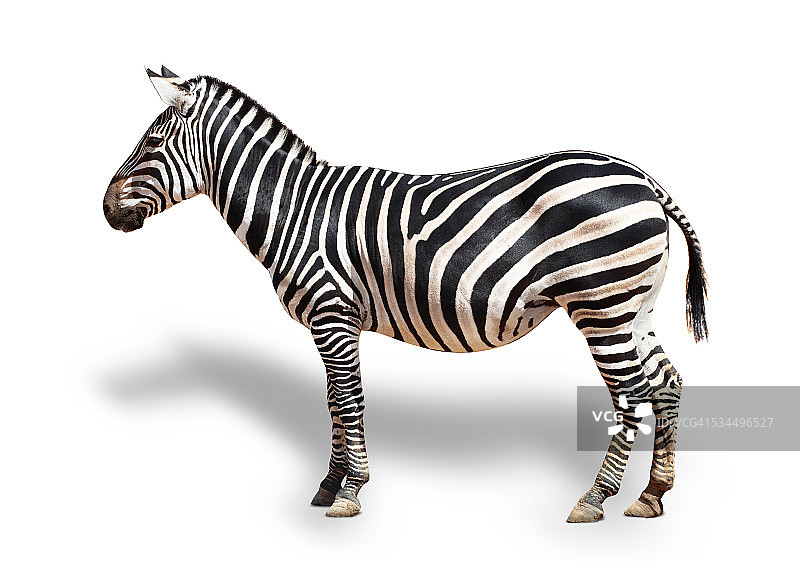 斑马肖像图片素材
