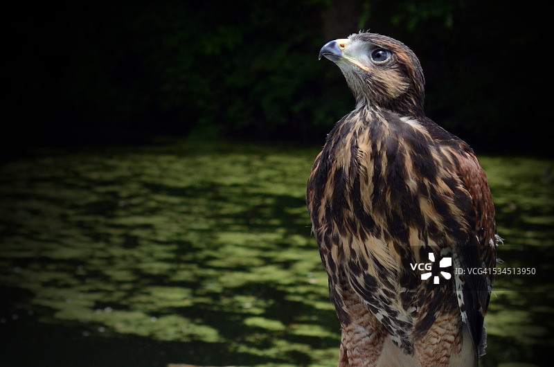 哈里斯鹰图片素材