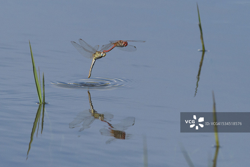 雌性红脉蜻蜓产卵，雄性抓住她的前胸图片素材