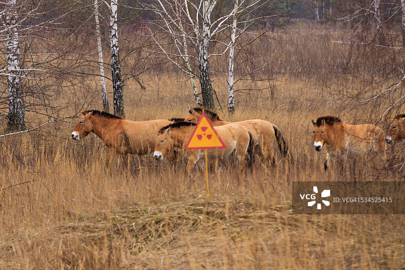 切尔诺贝利隔离区的普氏野马图片素材