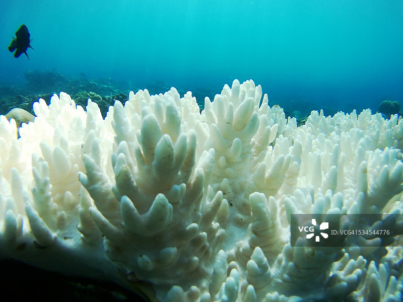 珊瑚花园图片素材