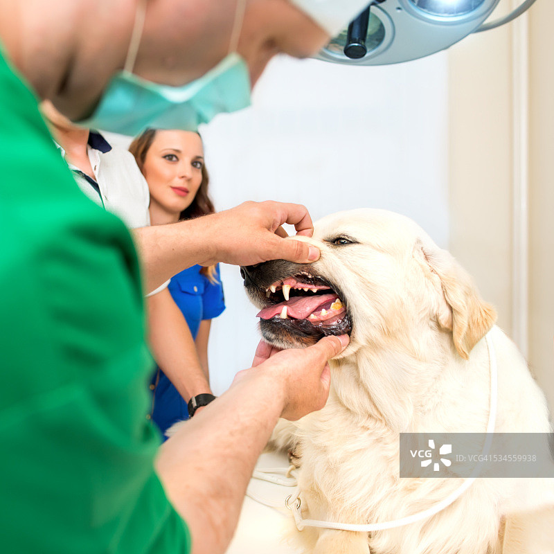 狗狗接受牙科检查图片素材