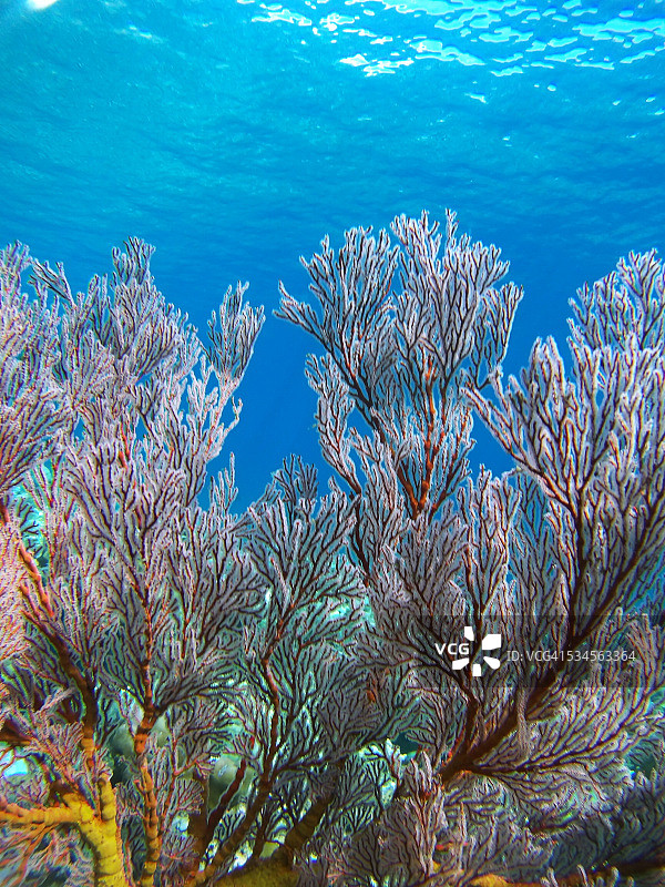 珊瑚花园图片素材