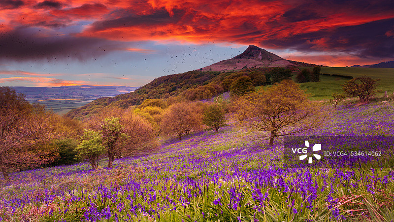 玫瑰莓山顶风铃草图片素材