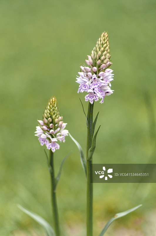 两种常见的斑点兰花图片素材