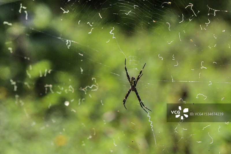 黄黑条纹花园蜘蛛图片素材