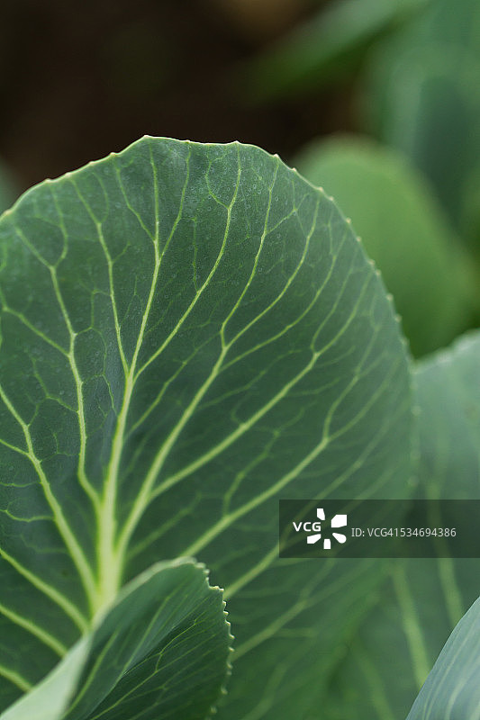 卷心菜叶子细节图片素材