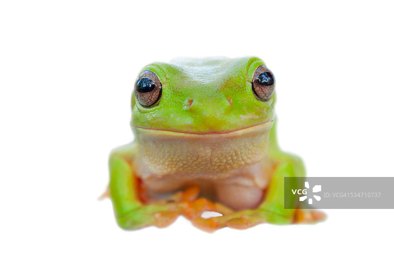 白色背景上的绿树蛙图片素材