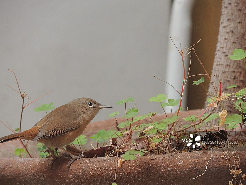 花盆边缘上可爱的好奇的家鹩鸟图片素材