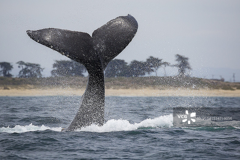 座头鲸尾叶图片素材