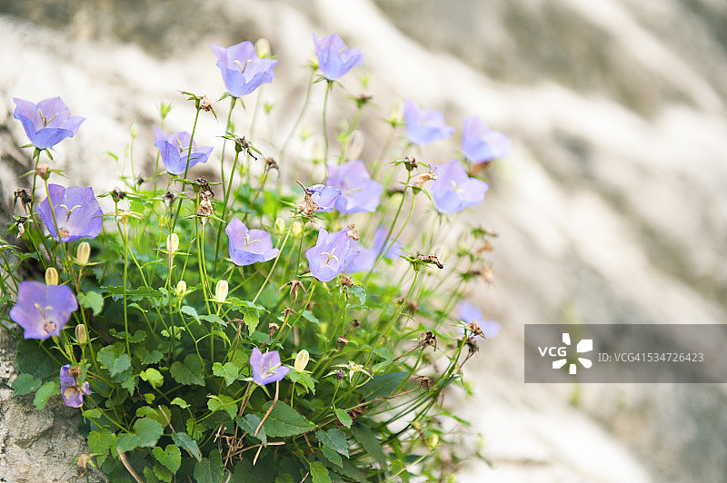 风铃草图片素材