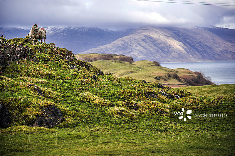 利斯莫尔岛：眺望莫尔文半岛的岩石上的羊图片素材
