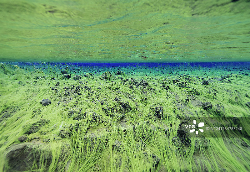 绿色海藻线图片素材