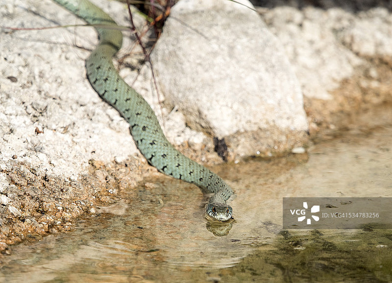 蒙彼利埃的杂色蛇在水坑里喝水图片素材
