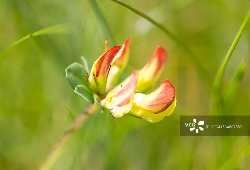 肾豆花图片素材