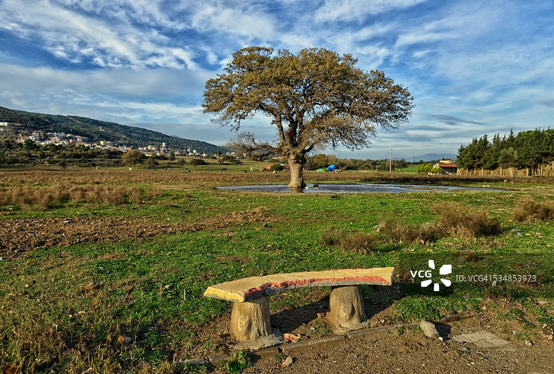 孤独的树和长椅图片素材