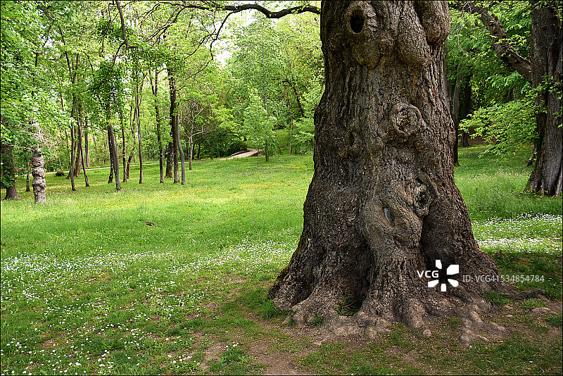 克里斯蒂娜埃内公园的树木图片素材