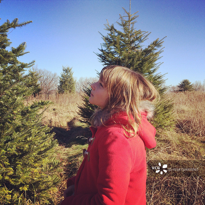 女孩挑选圣诞树图片素材