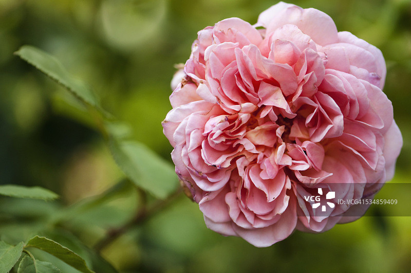 杏色浅粉色亚伯拉罕·达比玫瑰花图片素材