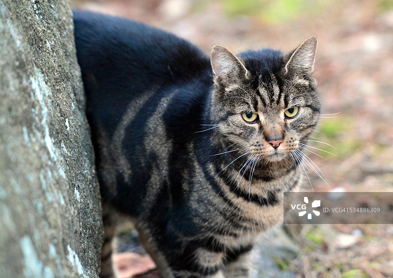 森林猫图片素材