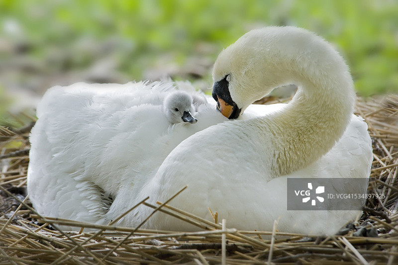 疣鼻天鹅与幼鸟图片素材