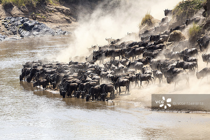 肯尼亚角马大迁徙图片素材
