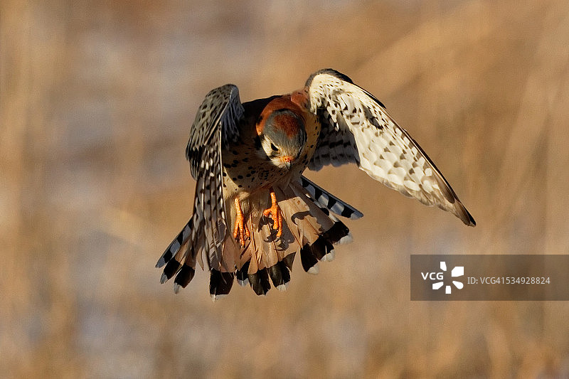 红隼悬停图片素材