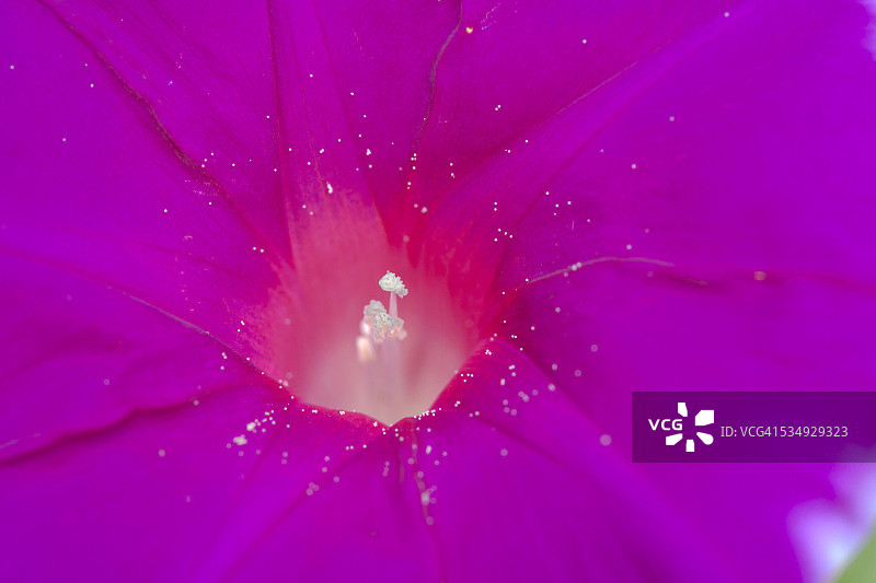 牵牛花微距摄影图片素材