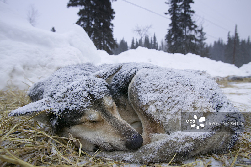 在雪地里睡觉的艾迪塔罗德雪橇犬图片素材