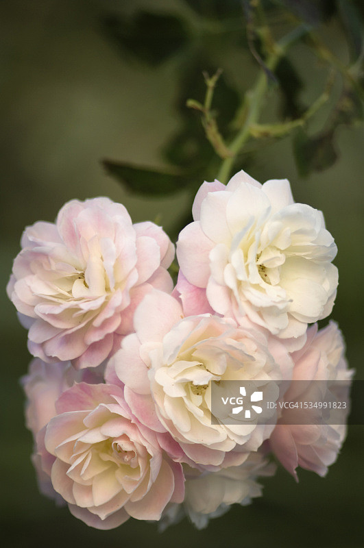 麝香玫瑰花束冻糕图片素材