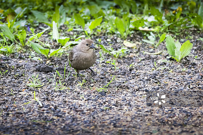 棕头牛鹂图片素材