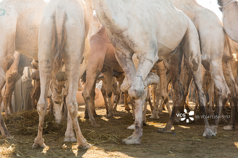 埃及比尔盖什骆驼市场上的骆驼腿图片素材