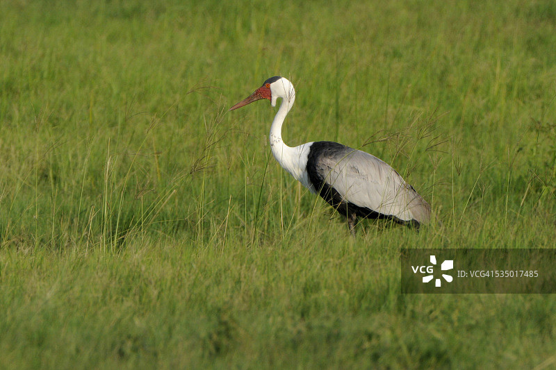肉垂鹤图片素材