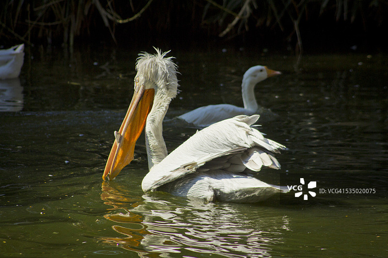 湖中游泳的鹈鹕图片素材