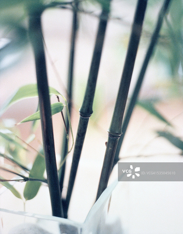 纸莎草植物特写图片素材