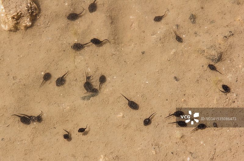 野生动物图片素材