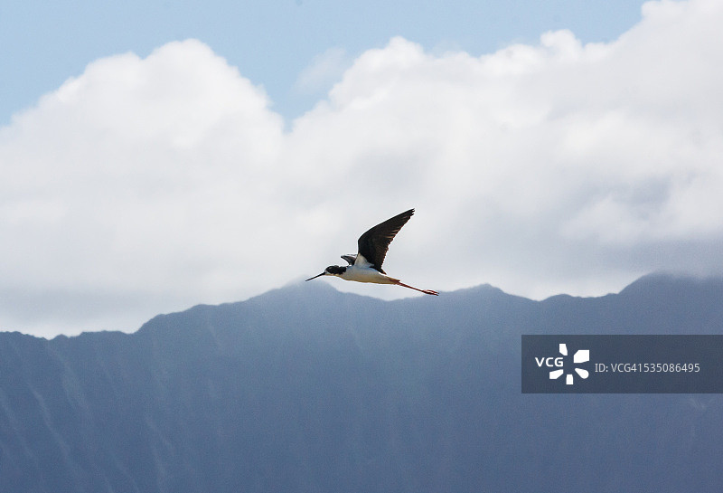 野生动物图片素材