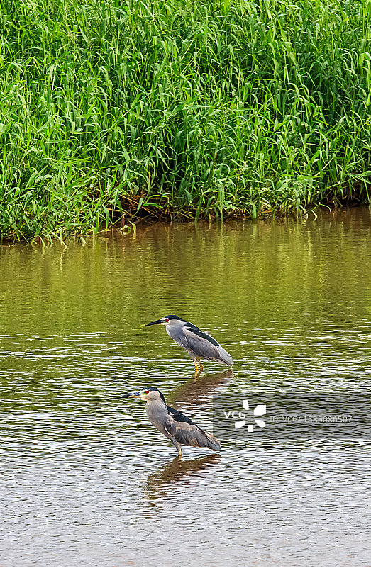 野生动物图片素材