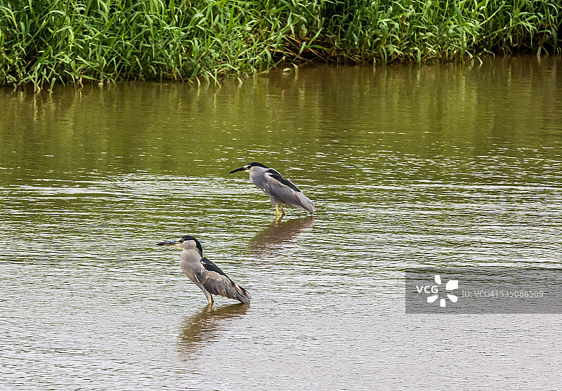 野生动物图片素材