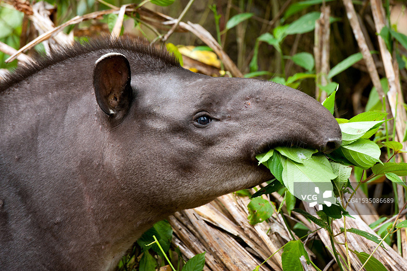 野生动物图片素材
