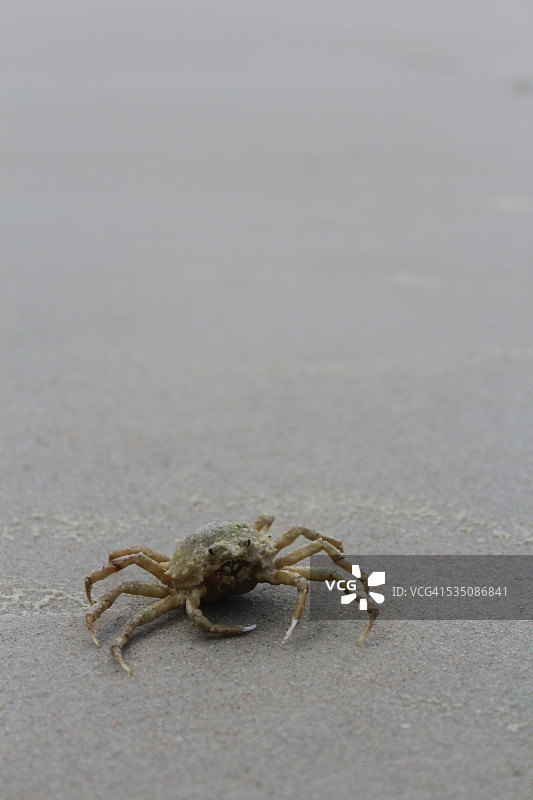 野生动物图片素材