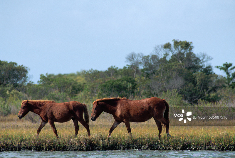 阿萨蒂格岛上的野马图片素材